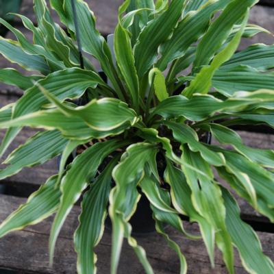 Hosta 'Electrocution'